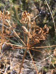 Lomatium dissectum