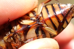 Dytiscus circumflexus