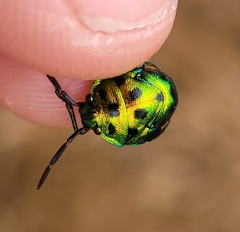 Chrysocoris