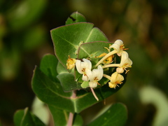 Lonicera implexa