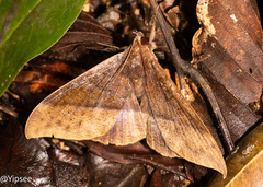 Ischyja manlia