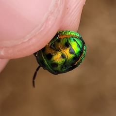 Chrysocoris