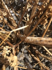 Lomatium dissectum
