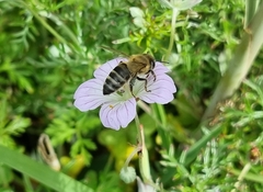Apis mellifera capensis