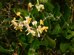 Lonicera implexa
