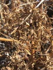 Lomatium dissectum