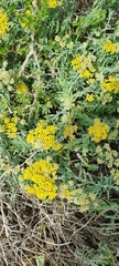 Helichrysum revolutum