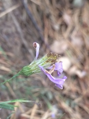 Galatella angustissima