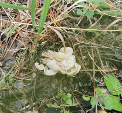 Helvella crispa