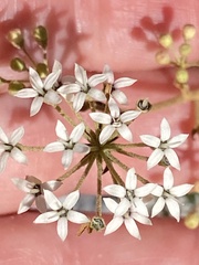 Astrotricha longifolia