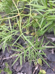 Cenolophium denudatum