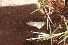 Cornifrons ulceratalis