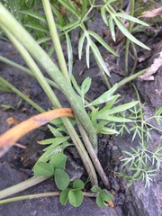 Cenolophium denudatum