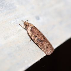 Agonopterix heracliana