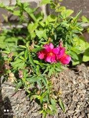 Antirrhinum majus