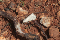 Cornifrons ulceratalis