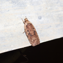 Agonopterix heracliana
