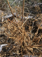 Lomatium dissectum