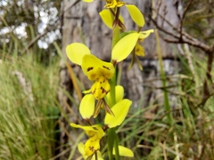 Diuris sulphurea
