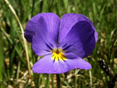 Viola calcarata
