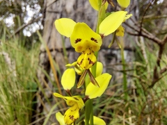 Diuris sulphurea