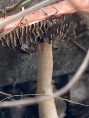 Leratiomyces ceres