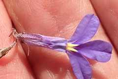 Lobelia neglecta