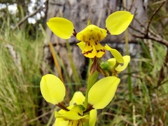 Diuris sulphurea