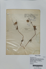 Geum triflorum