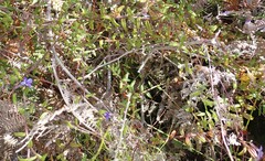 Lobelia neglecta