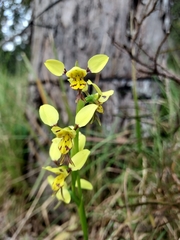 Diuris sulphurea