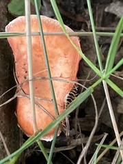 Leratiomyces ceres