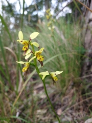 Diuris sulphurea
