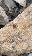 Trombidiformes