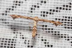 Platyptilia