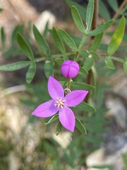 Boronia rivularis