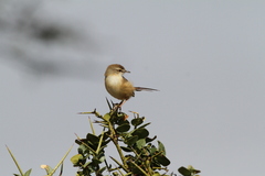 Prinia subflava