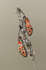 Zygaena fausta