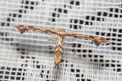 Platyptilia