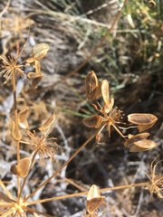 Lomatium dissectum