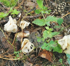 Helvella crispa