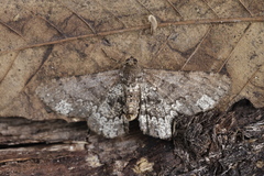 Abaciscus tristis