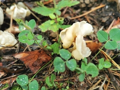 Helvella crispa