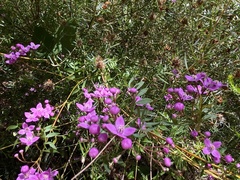 Boronia rivularis