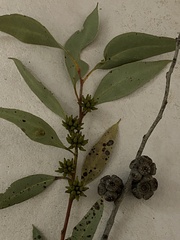 Eucalyptus adesmophloia