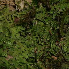 Metzgeria pubescens