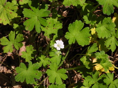 Geranium potentilloides