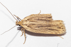Agonopterix umbellana