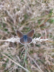 Polyommatus icarus
