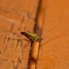 Adelphocoris quadripunctatus